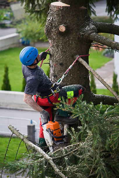 Leaf Removal in Lake Barcroft, VA